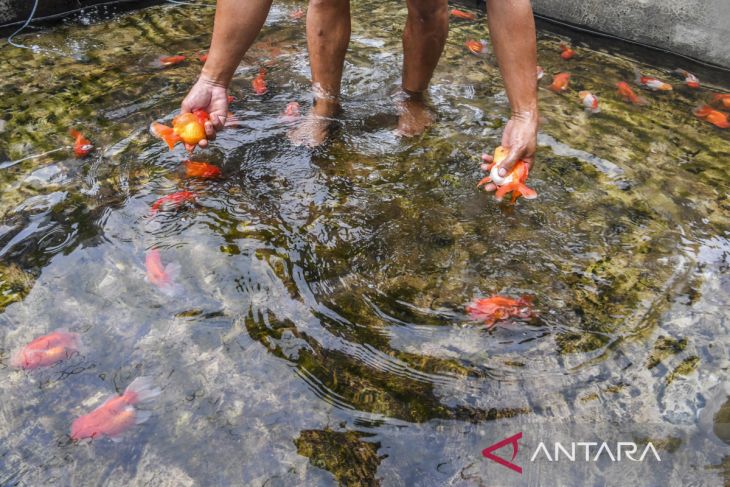 Budi daya ikan hias mas koki