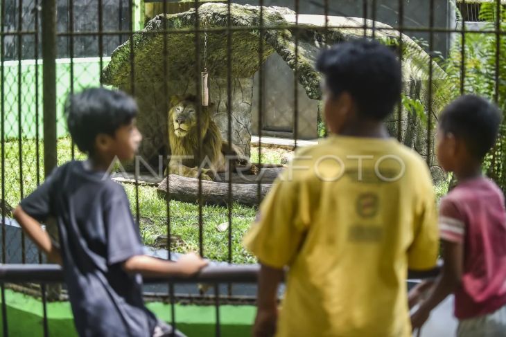 Pengenalan koleksi baru satwa Taman Rimbo Zoo
