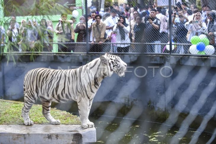 Pengenalan koleksi baru satwa Taman Rimbo Zoo