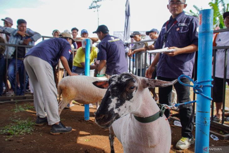 Kontes domba di Lumajang