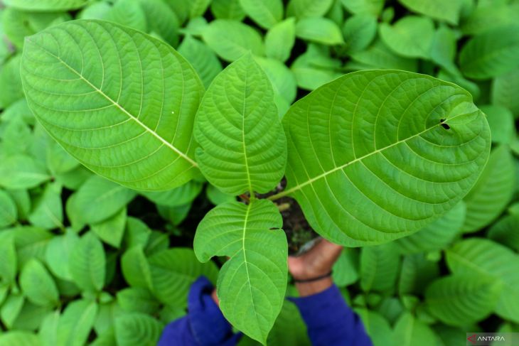 Penghijauan area tambang emas