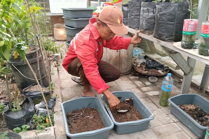 Maggot Si Belatung Pendukung Ketahanan Pangan Mandiri Berbasis Pekarangan