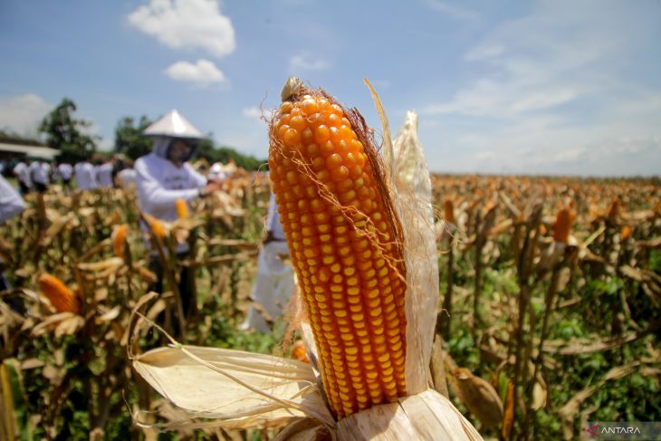 Panen raya jagung di Sidoarjo