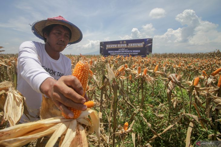 Panen raya jagung di Sidoarjo