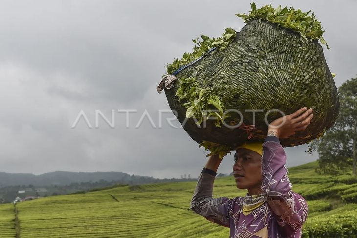 Foto: Produksi Teh Kayu Aro Kerinci