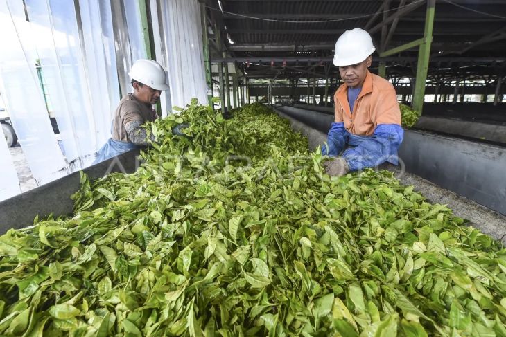 Foto: Produksi Teh Kayu Aro Kerinci