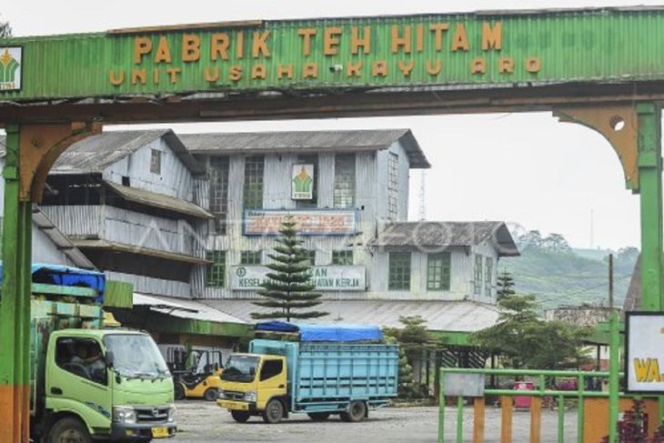 WANGI EMAS HIJAU DARI KAKI GUNUNG KERINCI