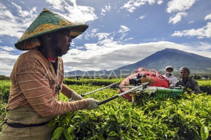 Wangi Emas Hijau  dari kaki Gunung Kerinci