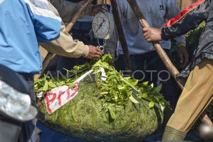 Wangi Emas Hijau  dari kaki Gunung Kerinci
