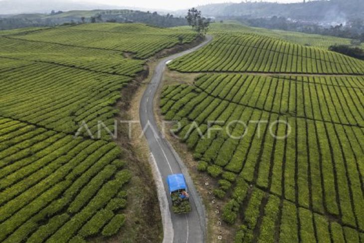 Wangi Emas Hijau  dari kaki Gunung Kerinci