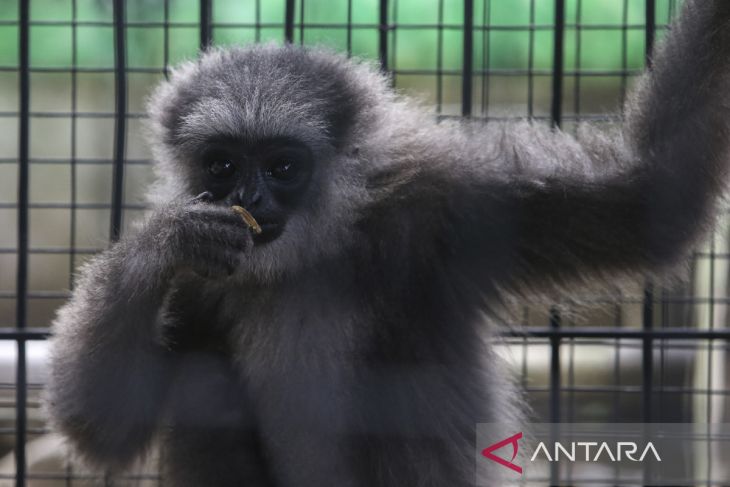 Penyelamatan Owa Jawa hasil serahan warga