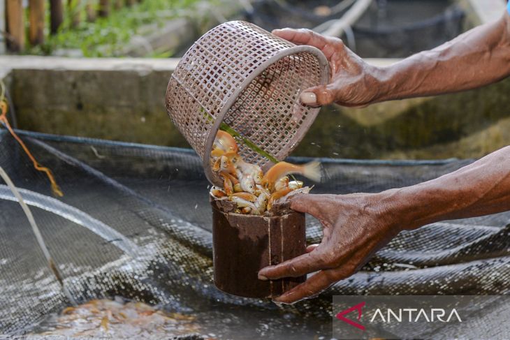 Ikan Sinyonya endemik Pandeglang tembus pasar ekspor
