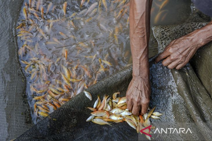 Ikan Sinyonya endemik Pandeglang tembus pasar ekspor