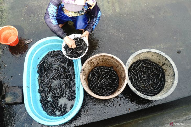 Peluang budi daya lobster air tawar