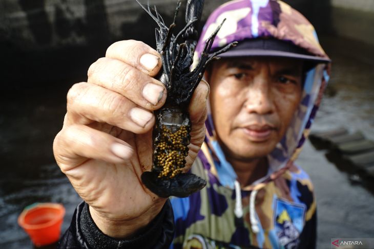 Peluang budi daya lobster air tawar