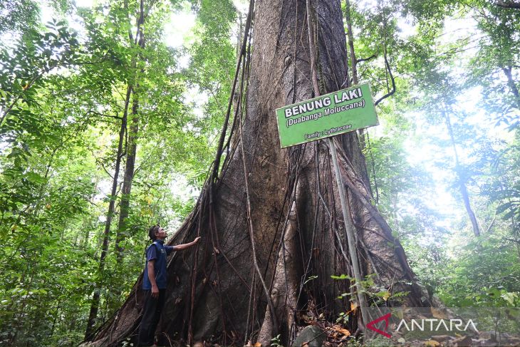 Gerbang hijau Geopark Meratus dari Desa Belangian