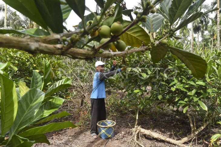 Petani kopi liberika di Jambi