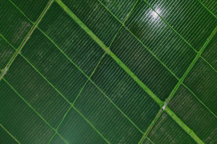 Produksi padi di Jawa Timur