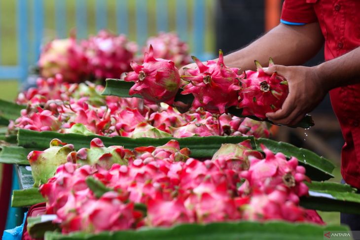 Kontes buah naga di Banyuwangi