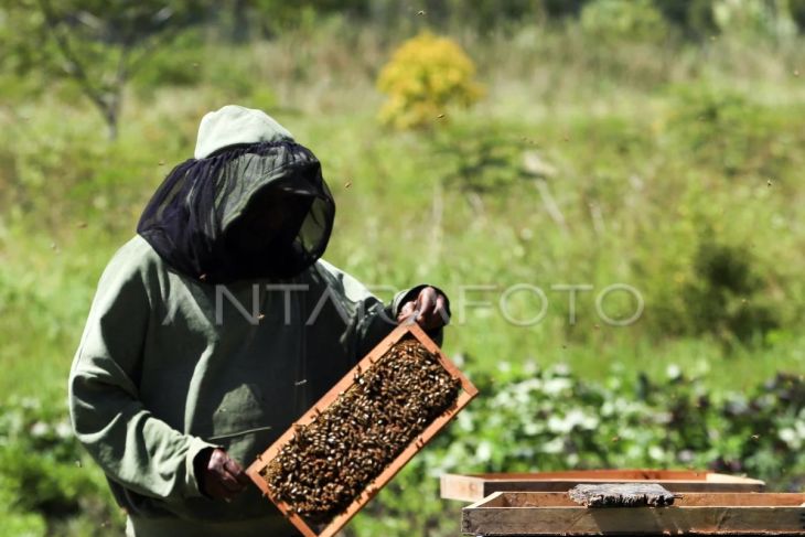 Foto: Budi daya lebah madu di Papua