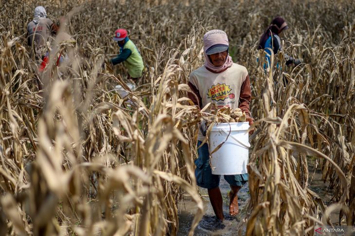Panen dini jagung terdampak cuaca di Nganjuk
