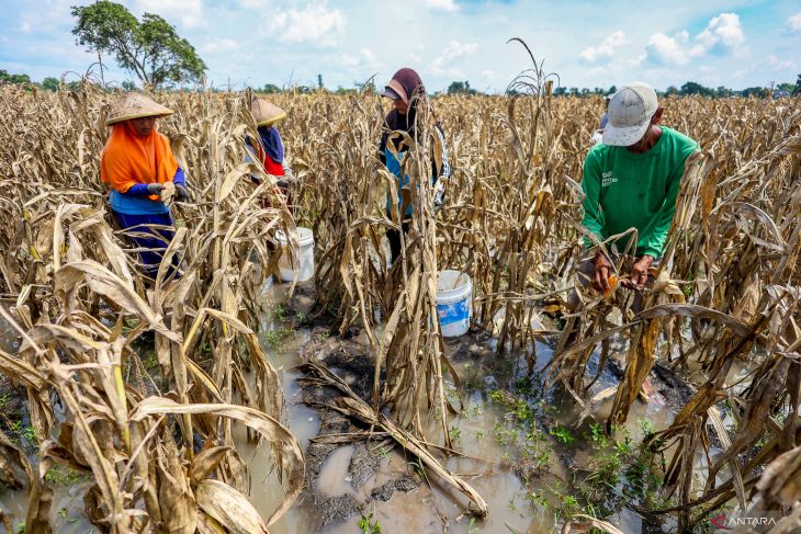 Panen dini jagung terdampak cuaca di Nganjuk