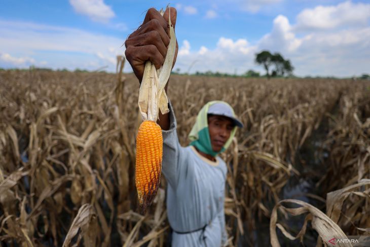 Panen dini jagung terdampak cuaca di Nganjuk