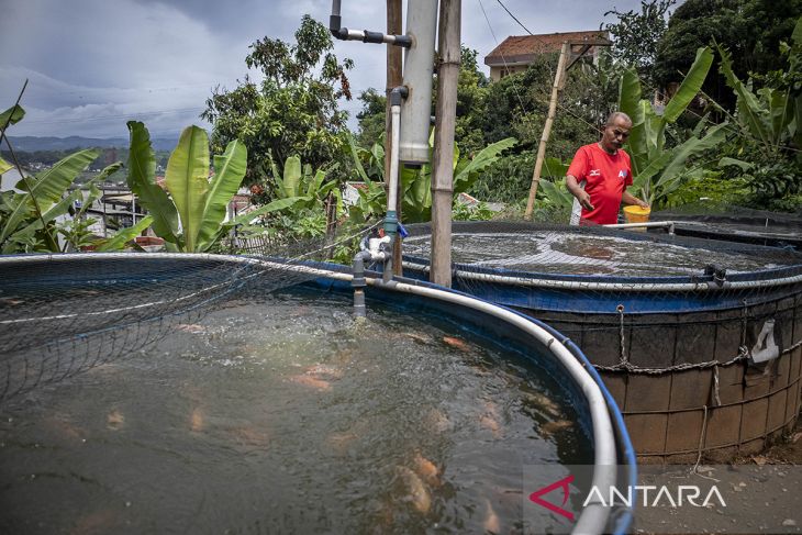 Budi daya ikan nila sistem bioflok di Padalarang