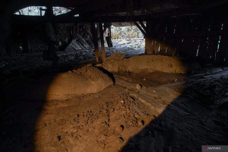 Ternak terdampak erupsi Gunung Semeru