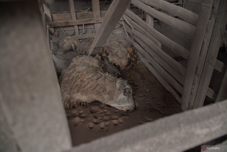 Ternak terdampak erupsi Gunung Semeru