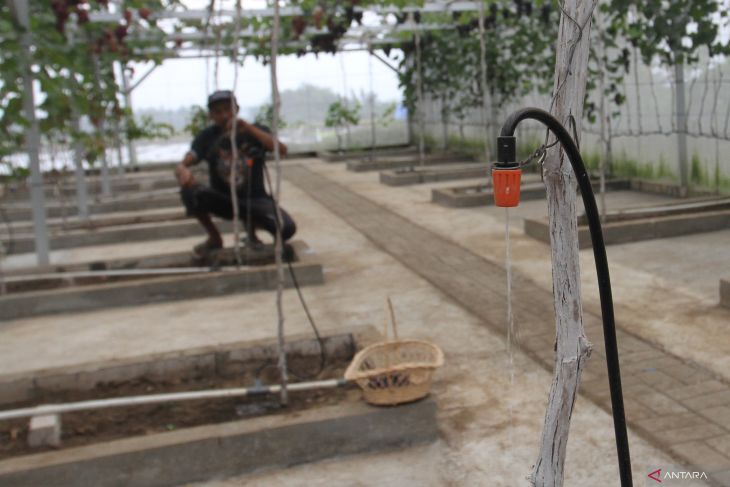 Inovasi budi daya anggur di pekarangan