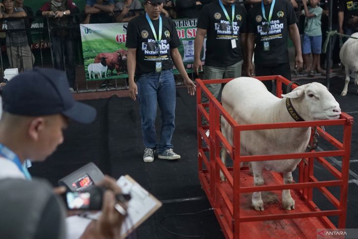 Kontes domba Nasional di Tulungagung