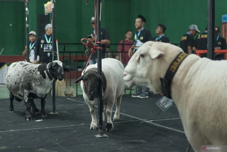 Kontes domba Nasional di Tulungagung
