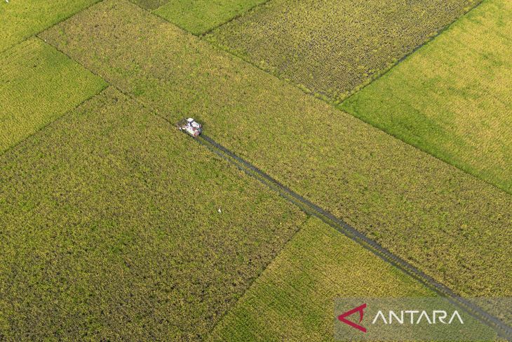 Target produksi beras nasional 2026