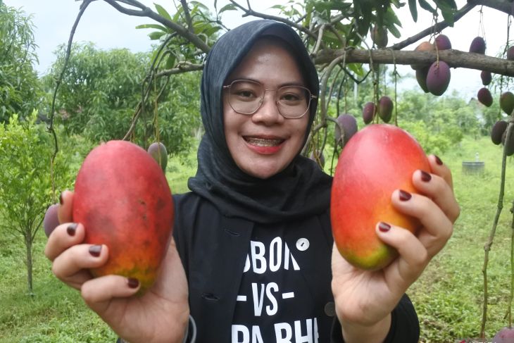 Wisata petik buah mangga garifta