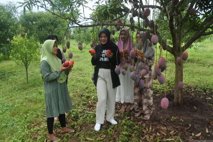 Wisata petik buah mangga garifta
