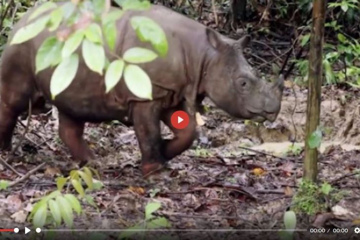 Dua ekor Badak Kalimantan melawan kepunahan  - VIDEO