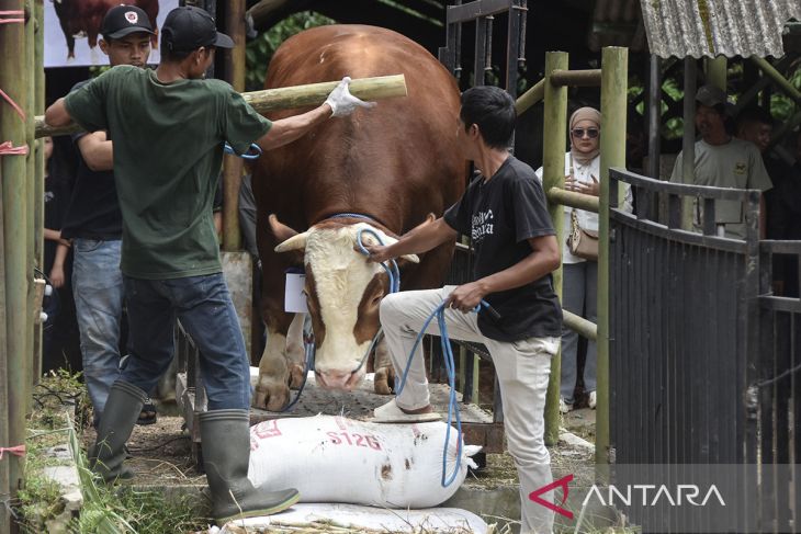 Kontes ternak dan bursa sapi potong di Tasikmalaya