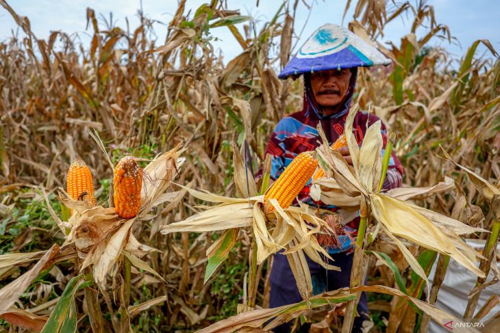 Luas panen dan produksi jagung di Indonesia