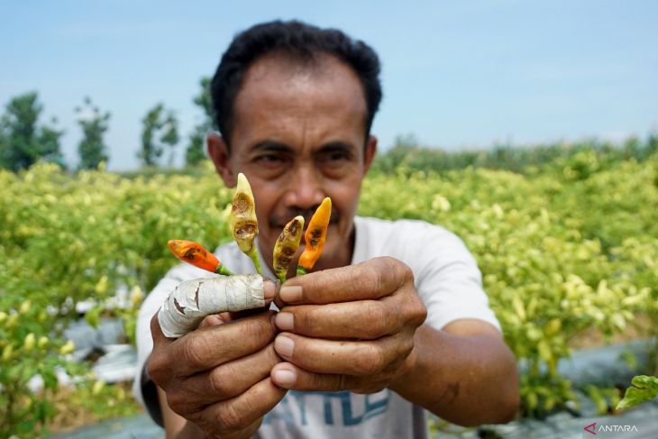 Cabai terserang hama jamur patek