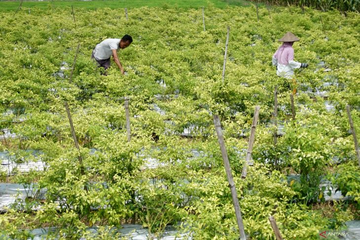 Cabai terserang hama jamur patek