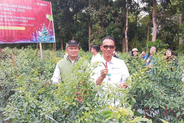BI dan Pemuda Kristen Minahasa panen cabai merah jaga inflasi
