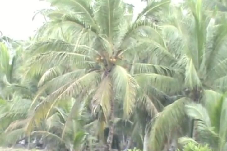 Pemkab Tanjab Barat berharap program hilirisasi kelapa terealisasi 2026