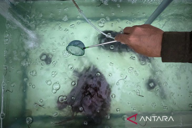 Budi daya ikan sidat di Cimahi