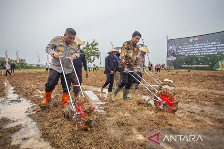 Penanaman Jagung serentak di Indramayu