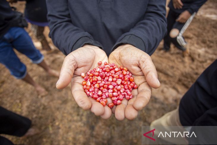 Penanaman jagung serentak di Indramayu