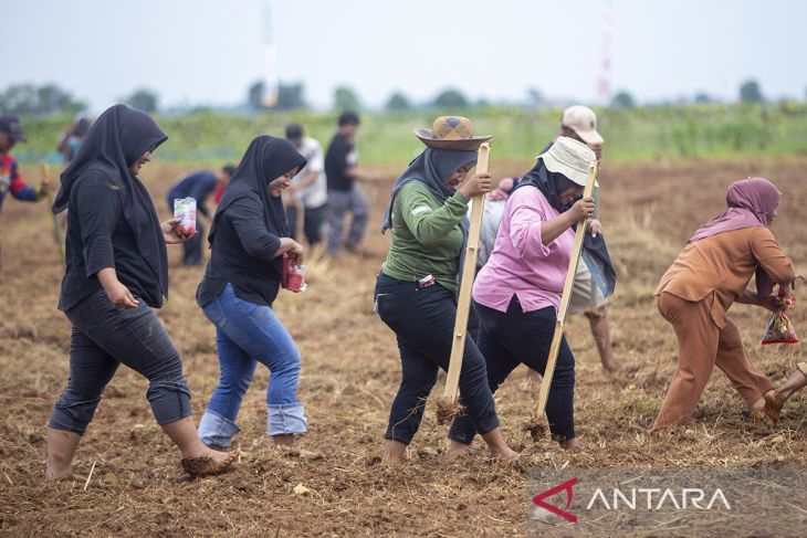 Penanaman jagung serentak di Indramayu