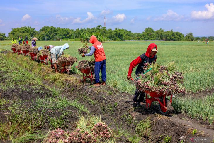 Musim panen raya bawang merah di Nganjuk