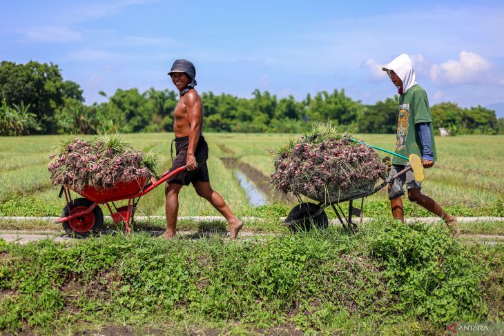 Musim panen raya bawang merah di Nganjuk