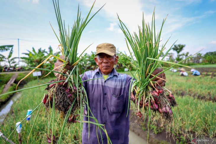 Musim panen raya bawang merah di Nganjuk